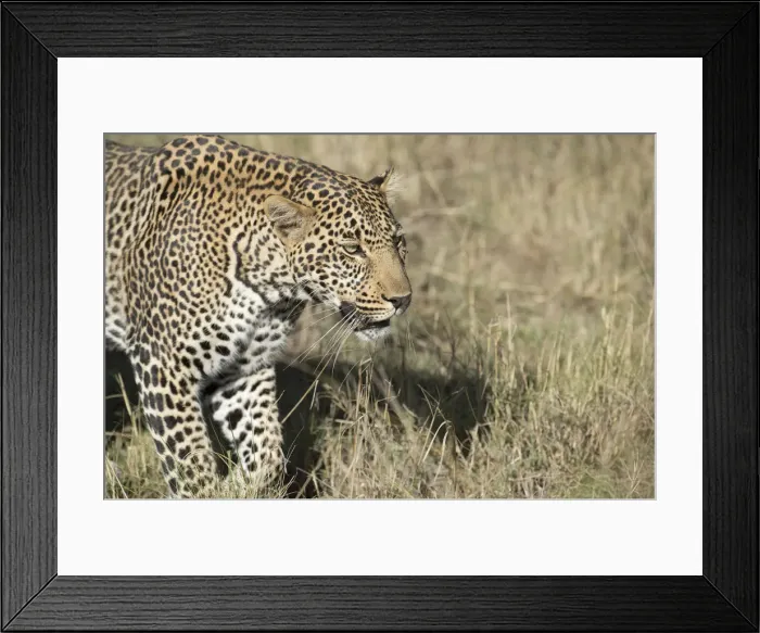Framed Print : Picture No. 12019650 Framed Print : Picture No. 12019650