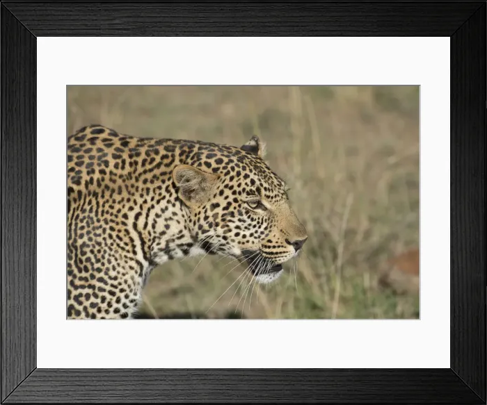 Framed Print : Picture No. 12019651 Framed Print : Picture No. 12019651