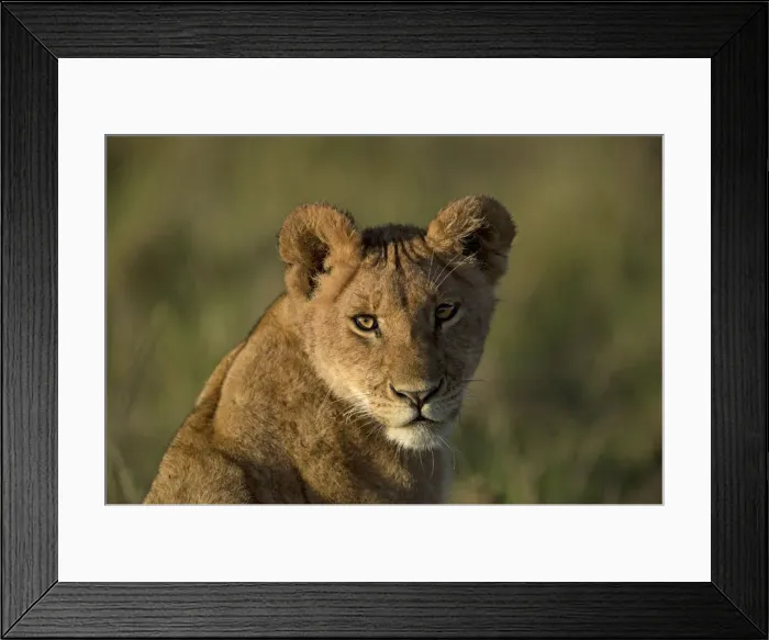 Framed Print : Picture No. 12019652 Framed Print : Picture No. 12019652