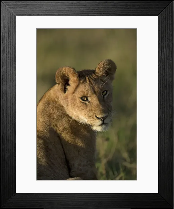 Framed Print : Picture No. 12019653 Framed Print : Picture No. 12019653