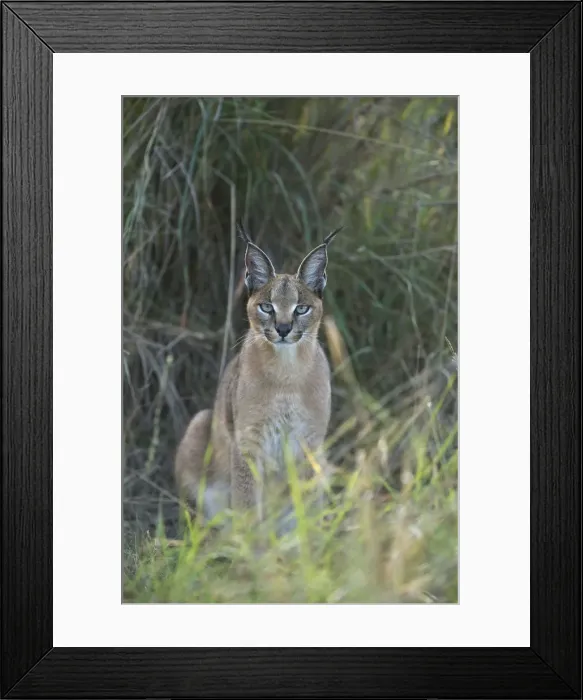 Framed Print : Picture No. 12019654 Framed Print : Picture No. 12019654