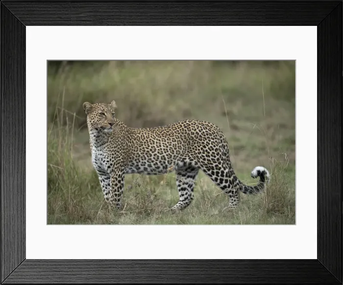 Framed Print : Picture No. 12019655 Framed Print : Picture No. 12019655