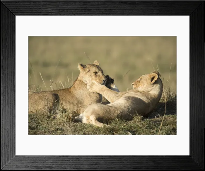 Framed Print : Picture No. 12019656 Framed Print : Picture No. 12019656