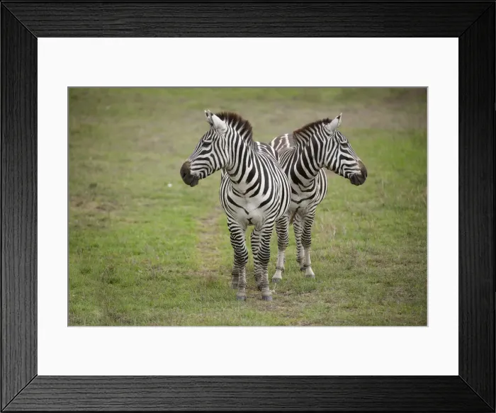 Framed Print : Picture No. 12019659 Framed Print : Picture No. 12019659