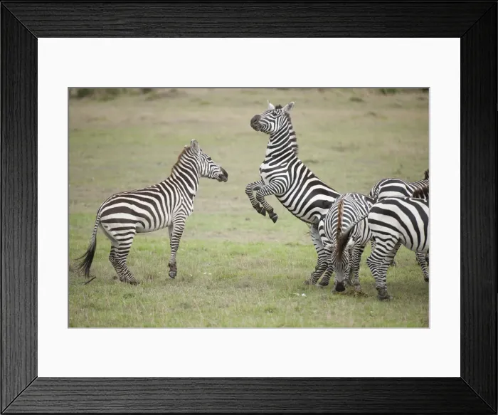 Framed Print : Picture No. 12019660 Framed Print : Picture No. 12019660