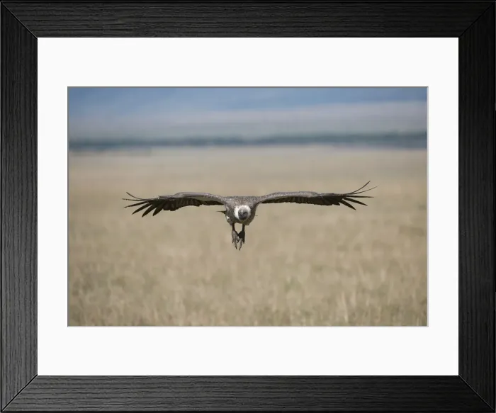 Framed Print : Picture No. 12019661 Framed Print : Picture No. 12019661