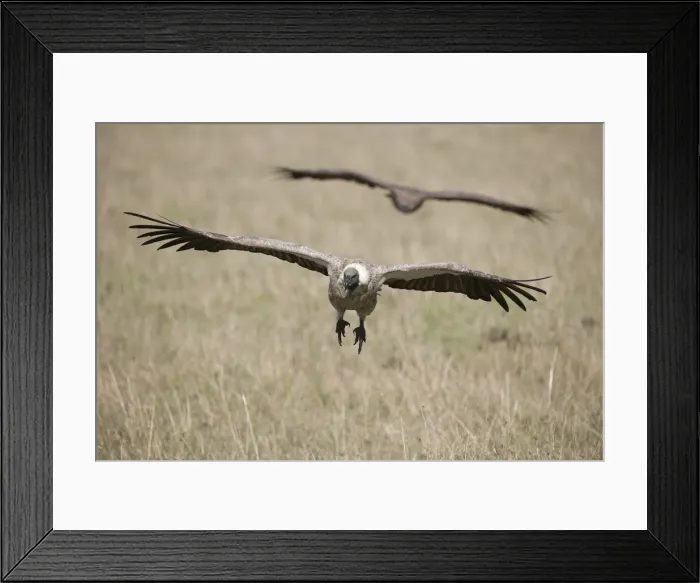 Framed Print : Picture No. 12019662 Framed Print : Picture No. 12019662