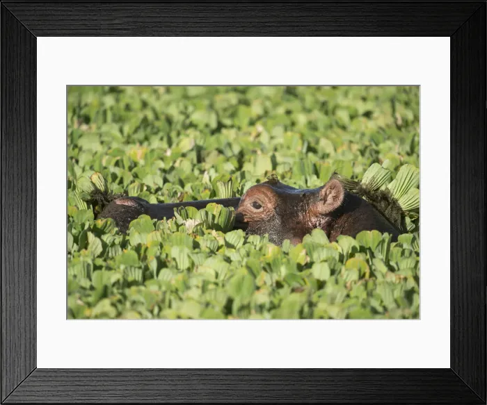 Framed Print : Picture No. 12019664 Framed Print : Picture No. 12019664
