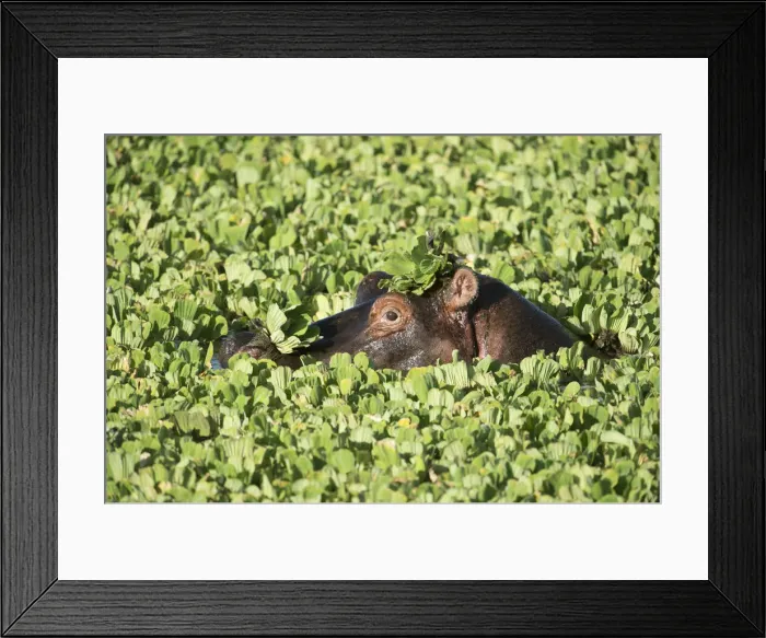 Framed Print : Picture No. 12019663 Framed Print : Picture No. 12019663