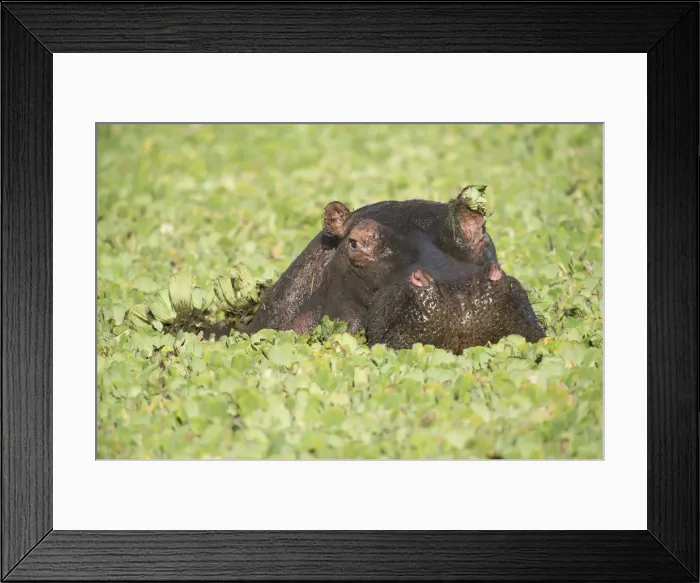 Framed Print : Picture No. 12019666 Framed Print : Picture No. 12019666