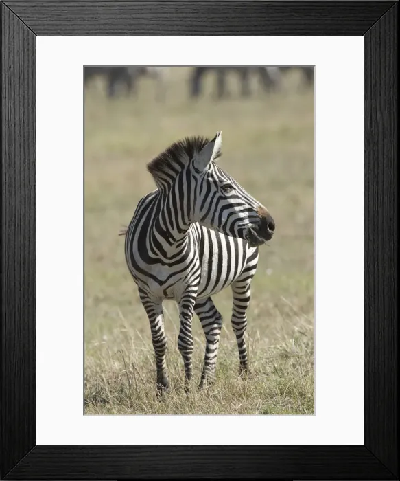 Framed Print : Picture No. 12019669 Framed Print : Picture No. 12019669