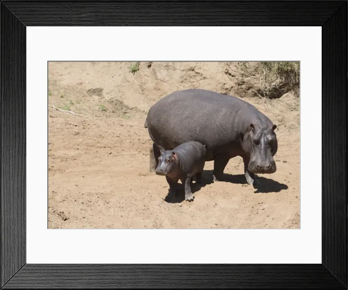 Framed Print : Picture No. 12019670
