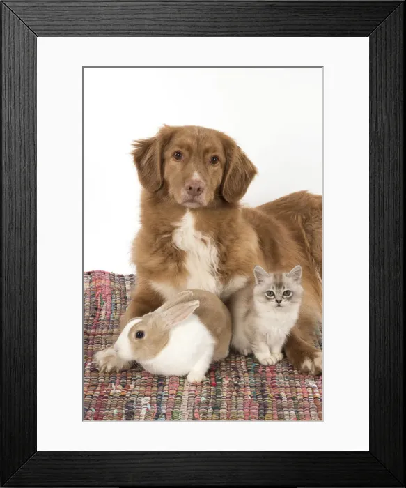 Framed Print : Picture No. 12019674 Framed Print : Picture No. 12019674
