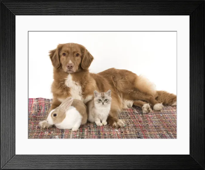Framed Print : Picture No. 12019675 Framed Print : Picture No. 12019675