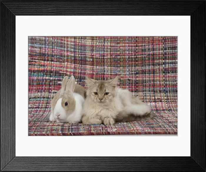 Framed Print : Picture No. 12019676 Framed Print : Picture No. 12019676
