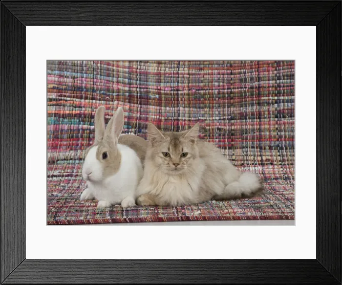 Framed Print : Picture No. 12019677 Framed Print : Picture No. 12019677