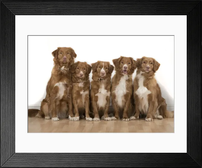 Framed Print : Picture No. 12019678 Framed Print : Picture No. 12019678