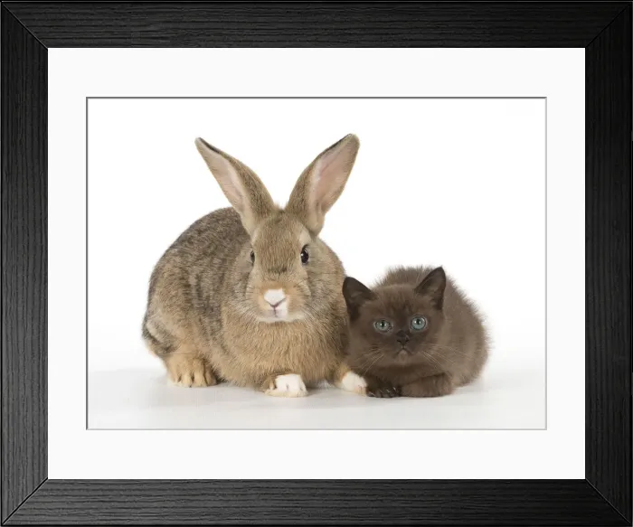 Framed Print : Picture No. 12019679 Framed Print : Picture No. 12019679