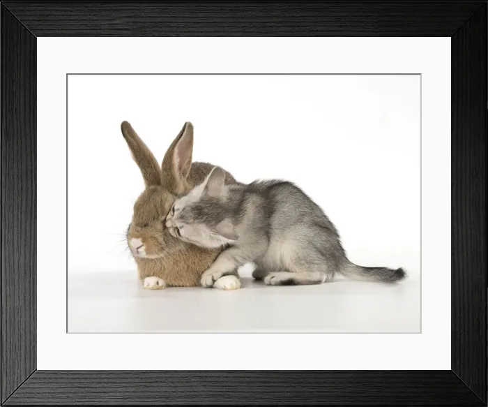 Framed Print : Picture No. 12019682 Framed Print : Picture No. 12019682