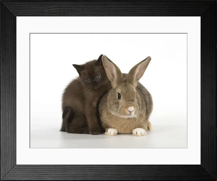 Framed Print : Picture No. 12019681 Framed Print : Picture No. 12019681