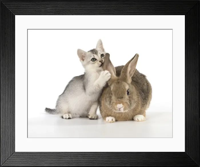 Framed Print : Picture No. 12019683 Framed Print : Picture No. 12019683