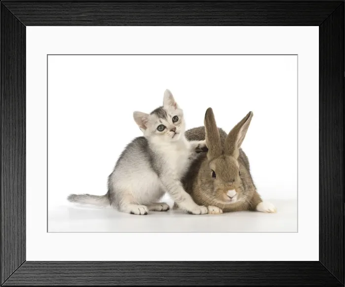 Framed Print : Picture No. 12019684 Framed Print : Picture No. 12019684