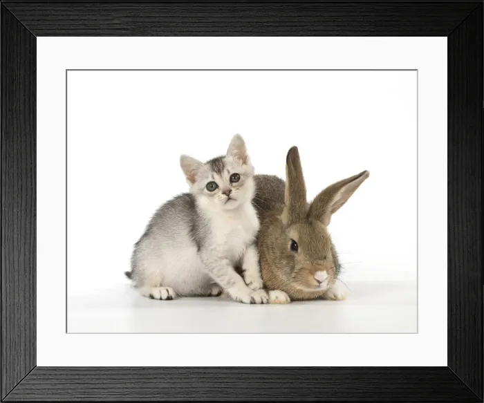 Framed Print : Picture No. 12019685 Framed Print : Picture No. 12019685