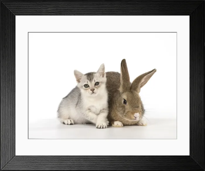 Framed Print : Picture No. 12019686 Framed Print : Picture No. 12019686