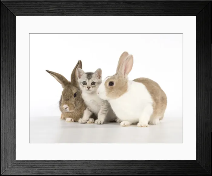 Framed Print : Picture No. 12019687 Framed Print : Picture No. 12019687