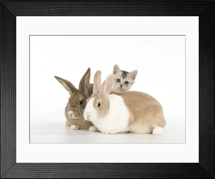 Framed Print : Picture No. 12019688 Framed Print : Picture No. 12019688