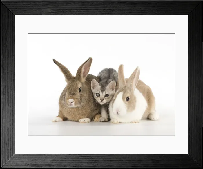 Framed Print : Picture No. 12019689 Framed Print : Picture No. 12019689