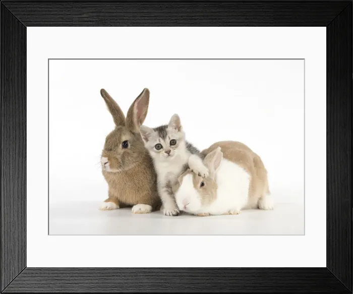 Framed Print : Picture No. 12019690 Framed Print : Picture No. 12019690
