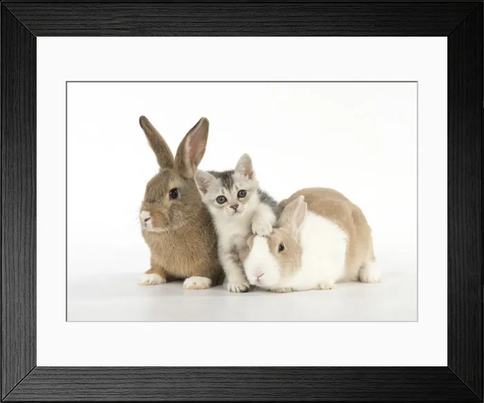 Framed Print : Picture No. 12019691 Framed Print : Picture No. 12019691