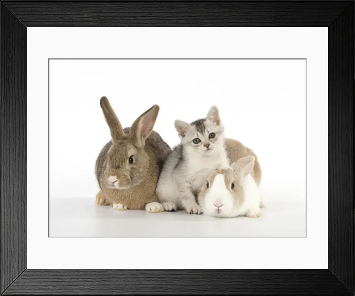 Framed Print : Picture No. 12019692 Framed Print : Picture No. 12019692