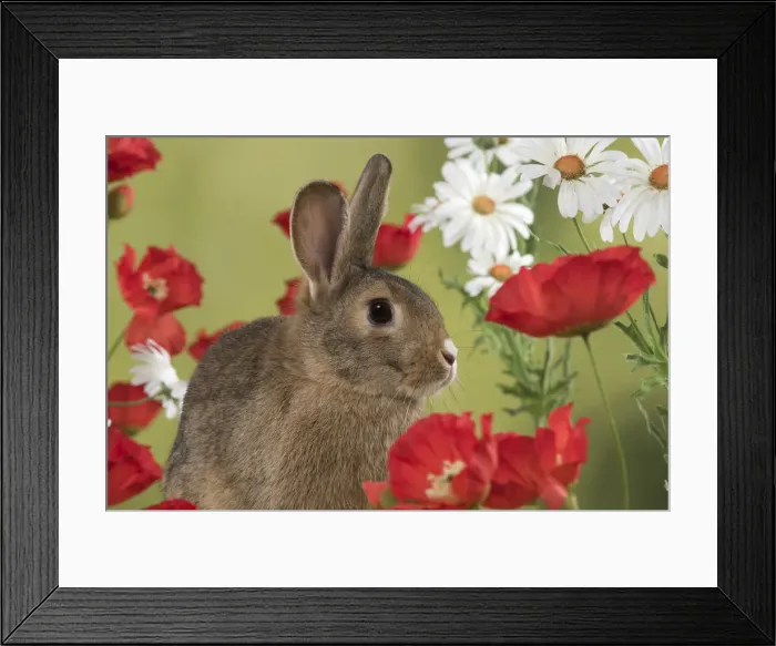 Framed Print : Picture No. 12019866 Framed Print : Picture No. 12019866