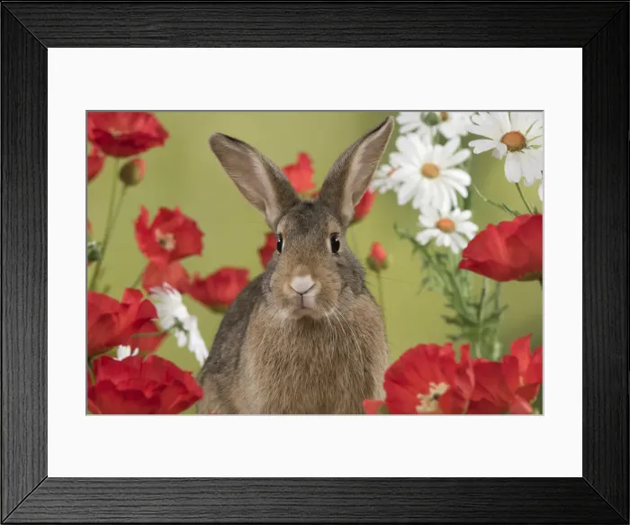 Framed Print : Picture No. 12019867 Framed Print : Picture No. 12019867