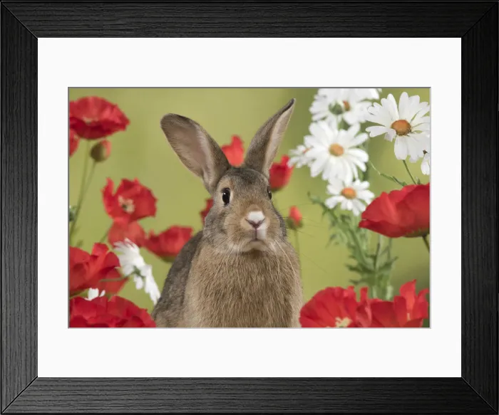 Framed Print : Picture No. 12019868 Framed Print : Picture No. 12019868