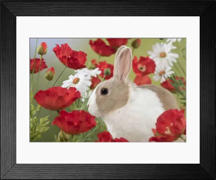 Framed Print : Picture No. 12019870 Framed Print : Picture No. 12019870