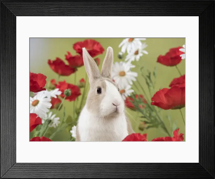 Framed Print : Picture No. 12019871 Framed Print : Picture No. 12019871