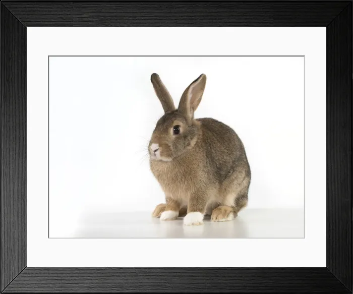 Framed Print : Picture No. 12019872 Framed Print : Picture No. 12019872