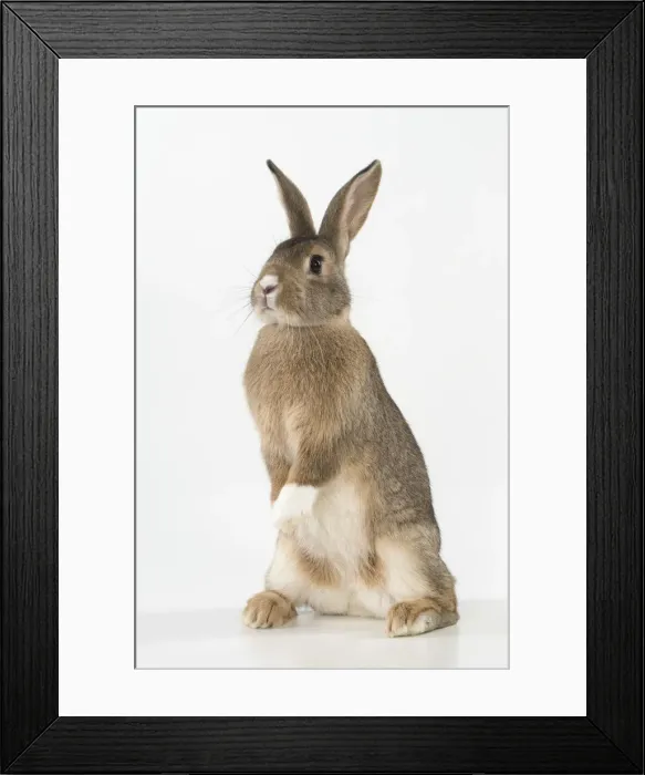 Framed Print : Picture No. 12019874 Framed Print : Picture No. 12019874