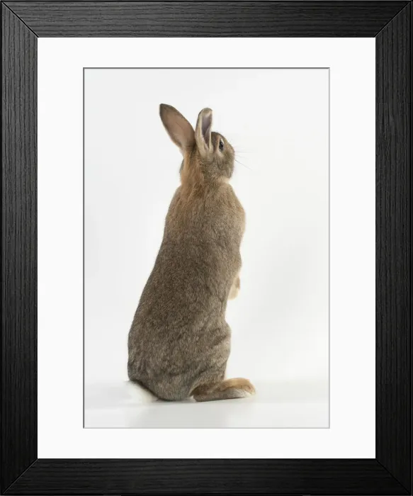 Framed Print : Picture No. 12019875 Framed Print : Picture No. 12019875