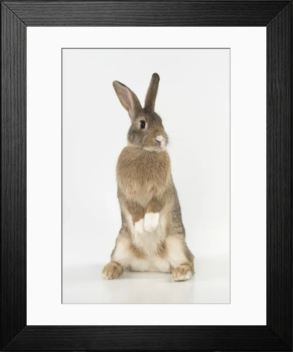 Framed Print : Picture No. 12019876 Framed Print : Picture No. 12019876