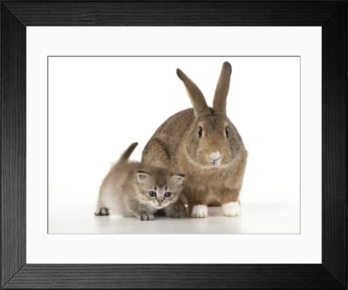 Framed Print : Picture No. 12020692 Framed Print : Picture No. 12020692