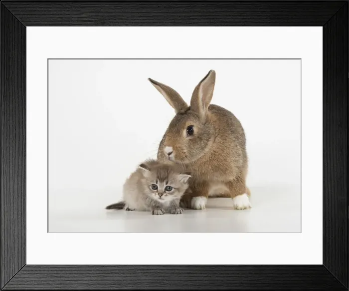 Framed Print : Picture No. 12020693 Framed Print : Picture No. 12020693