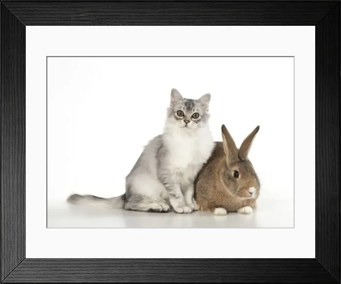 Framed Print : Picture No. 12020695 Framed Print : Picture No. 12020695