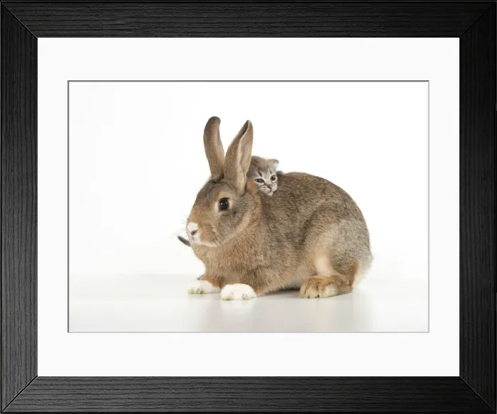 Framed Print : Picture No. 12020694 Framed Print : Picture No. 12020694