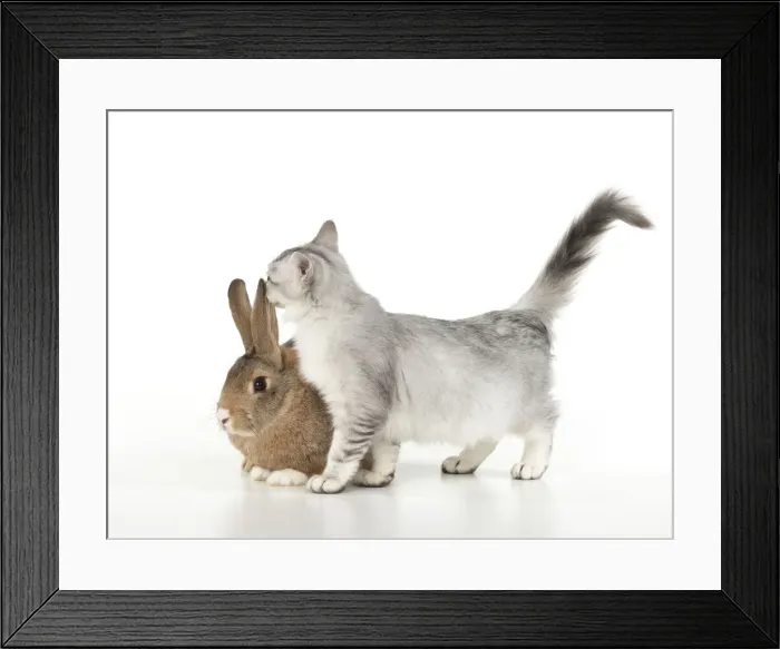 Framed Print : Picture No. 12020696 Framed Print : Picture No. 12020696
