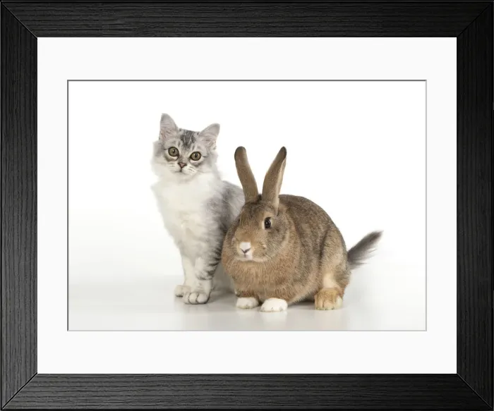 Framed Print : Picture No. 12020697 Framed Print : Picture No. 12020697