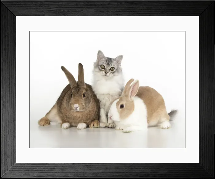 Framed Print : Picture No. 12020698 Framed Print : Picture No. 12020698